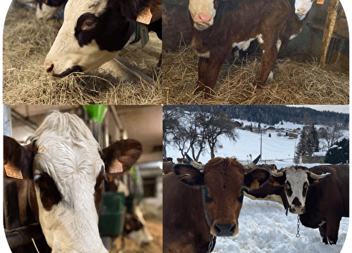 GAEC Le Val Mont-Blanc - Traite des vaches Du 1 avr au 29 sept 2024